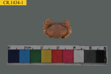 中文種名:肉球皺蟹學名:Leptodius sanguineus俗名:肉球皺蟹