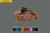 中文種名:肉球皺蟹學名:Leptodius sanguineus俗名:肉球皺蟹