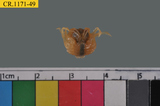 中文種名:短指和尚蟹學名:Mictyris brevidactylus俗名:短指和尚蟹
