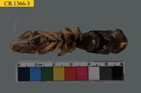 中文種名:大指泥蝦學名:Laomedia astacina俗名:大指泥蝦