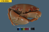 中文種名:紅斑瓢蟹學名:Carpilius maculatus俗名:紅斑瓢蟹