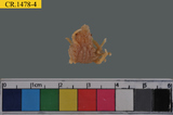 中文種名:窄小并額蟹學名:Tiarinia angusta俗名:窄小并額蟹