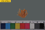 中文種名:窄小并額蟹學名:Tiarinia angusta俗名:窄小并額蟹