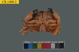 中文種名:圓珠滑面蟹學名:Etisus rhynchophorus俗名:圓珠滑面蟹