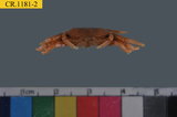 中文種名:萬歲大眼蟹學名:Macrophthalmus banzai俗名:萬歲大眼蟹