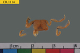 中文種名:八丈折顎蟹學名:Ptychognathus hachijyoensis俗名:八丈折顎蟹