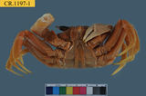 中文種名:角眼沙蟹學名:Ocypode ceratophthalmus俗名:角眼沙蟹