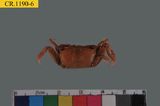 中文種名:萬歲大眼蟹學名:Macrophthalmus banzai俗名:萬歲大眼蟹