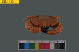 中文種名:火紅皺蟹學名:Leptodius exaratus俗名:火紅皺蟹