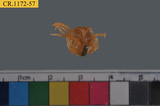 中文種名:短指和尚蟹學名:Mictyris brevidactylus俗名:短指和尚蟹