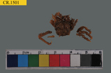 中文種名:窄小並額蟹學名:Tiarinia angusta俗名:窄小並額蟹