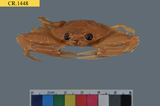 中文種名:Pseudoliomera variolosa學名:Pseudoliomera variolosa俗名:Pseudoliomera variolosa