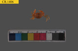 中文種名:光輝圓扇蟹學名:Sphaerozius nitidus俗名:光輝圓扇蟹