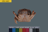 中文種名:烏龜怪方蟹學名:Xenograpsus testudinatus俗名:烏龜怪方蟹