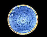 文件名稱:Actinocyclus 輻環藻屬