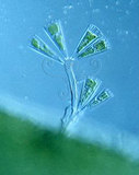 文件名稱:Gomphonema 異極藻屬