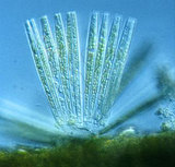 文件名稱:Synedra 針杆藻屬