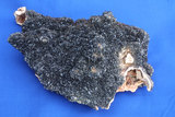 中文名:釩鉛鋅礦(NMNS000906-P003225)英文名:Descloizite(NMNS000906-P003225)