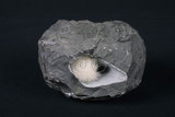 中文名:鈉沸石(NMNS002525-P004504)英文名:Natrolite(NMNS002525-P004504)