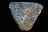 中文名:陽起石(NMNS000161-P000789)英文名:Actinolite(NMNS000161-P000789)