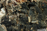 中文名:重晶石(NMNS000168-P000907)英文名:Barite(NMNS000168-P000907)