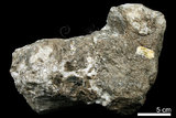中文名:白雲母(NMNS000161-P000821)英文名:Muscovite(NMNS000161-P000821)