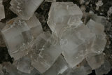 中文名:石鹽(NMNS003553-...