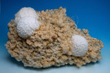 中文名:方解石(NMNS005464-P013538)英文名:Calcite(NMNS005464-P013538)