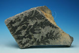中文名:軟錳礦(NMNS004697-P010696)英文名:Pyrolusite(NMNS004697-P010696)