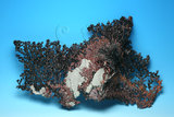 中文名:自然銅(NMNS006605-P016551)英文名:Native copper(NMNS006605-P016551)