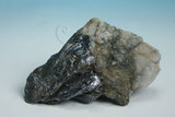 中文名:輝鉬礦(NMNS006036-P015271)英文名:Molybdenite(NMNS006036-P015271)
