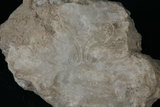 中文名:鈉硼解石 (NMNS006653-P016980)英文名:Ulexite(NMNS006653-P016980)