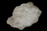 中文名:鈉硼解石 (NMNS006653-P016980)英文名:Ulexite(NMNS006653-P016980)
