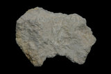 中文名:三水鋁石(NMNS006653-P016901)
