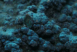 中文名:藍磷銅礦(NMNS00660...