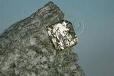 中文名:黃鐵礦(NMNS004927-P011908)英文名:Pyrite(NMNS004927-P011908)