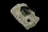 中文名:黃鐵礦(NMNS004938-P011988)英文名:Pyrite(NMNS004938-P011988)