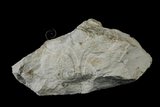 中文名:白雲石(NMNS005175-P012615)英文名:Dolomite(NMNS005175-P012615)