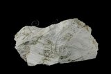 中文名:白雲石(NMNS005175-P012617)英文名:Dolomite(NMNS005175-P012617)