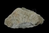 中文名:白雲石(NMNS005175-P012618)英文名:Dolomite(NMNS005175-P012618)