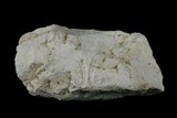 中文名:白雲石(NMNS005175-P012619)英文名:Dolomite(NMNS005175-P012619)