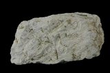 中文名:白雲石(NMNS005175-P012619)英文名:Dolomite(NMNS005175-P012619)