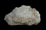 中文名:白雲石(NMNS005175-P012620)英文名:Dolomite(NMNS005175-P012620)