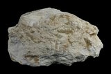 中文名:白雲石(NMNS005175-P012621)英文名:Dolomite(NMNS005175-P012621)