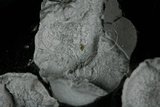 中文名:鐵橄欖石(NMNS006036-P015235)英文名:Fayalite(NMNS006036-P015235)