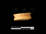 文件名稱:LL-FB001魚骨珠標本...