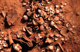 文件名稱:獸骨、貝殼與陶器標本出土-...