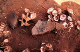 文件名稱:獸骨、貝殼與陶器標本出土-...