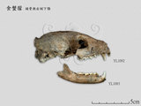 文件名稱:5261食蟹獴的頭骨標本
