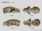 文件名稱:5262食蟹獴的頭骨標本各...